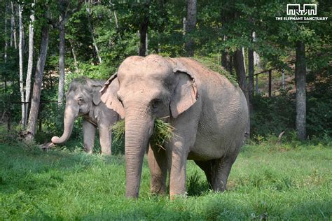 Tennessee's Elephant Sanctuary Celebrates World Elephant Day