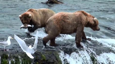 Bears at Brooks Falls - Katmai National Park - YouTube