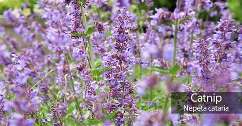 Catnip Plant: How To Grow And Care For Catnip