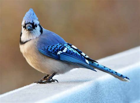 Blue Jay Bird – Profile | Facts | Call | Habitat | Behavior | Breeding ...