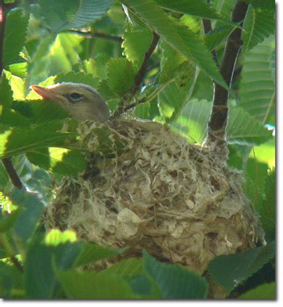 Backyard Bird Cam - Warbling Vireo on the nest - fledgling