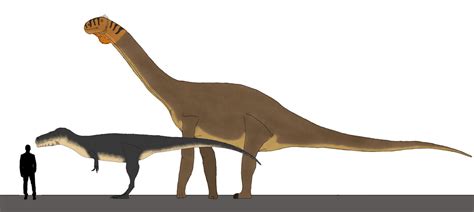 Cetiosaurus and Megalosaurus size comparison by Macrosaurus1 on DeviantArt