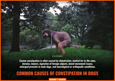 Constipation in Dogs – Symptoms, Treatments, Prevention & FAQ