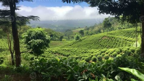 Coffee plantation. Landscape with coffee trees. 23598970 Stock Photo at ...