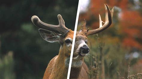 Whitetail Deer Antler Growth Process - Legendary Whitetails - Legendary ...