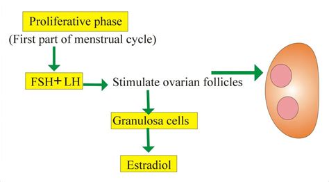 Follicle Stimulating Hormone (FSH) (Follicular Stimulating Hormone ...