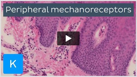 Ruffini corpuscle: Anatomy, location and function | Kenhub