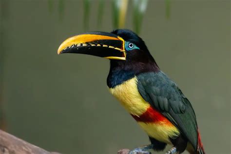 Close-Up Shot of a Toucan · Free Stock Photo