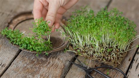 How to grow cress: indoors or in the garden | Homes & Gardens