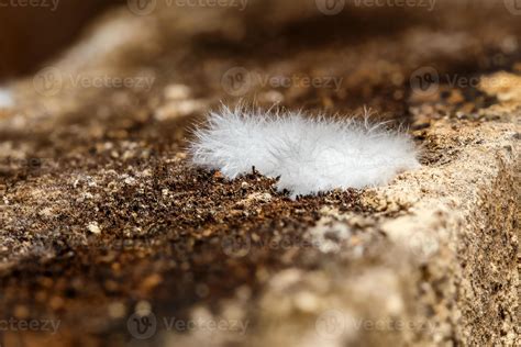 petite parcelle de moisissure ou d'efflorescence blanche moelleuse dans ...