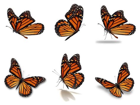 Monarch Butterfly Drawing Side View