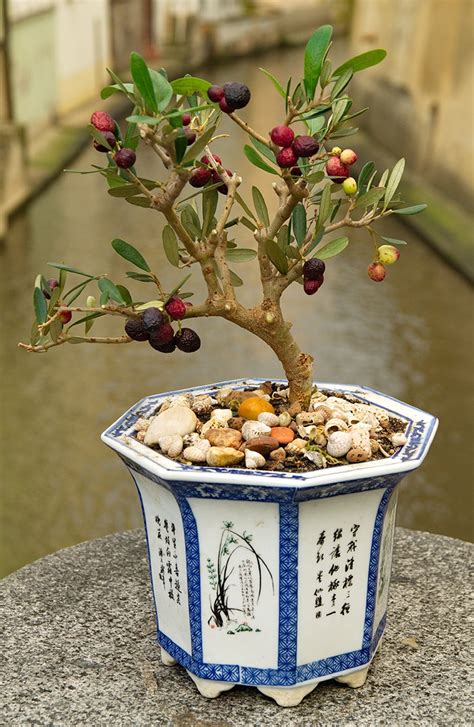 Pomegranate Tree Bonsai