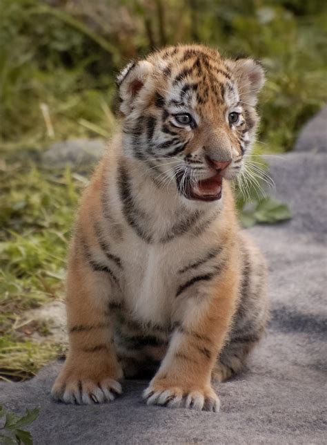 Tiger cub by S1ghtly on DeviantArt