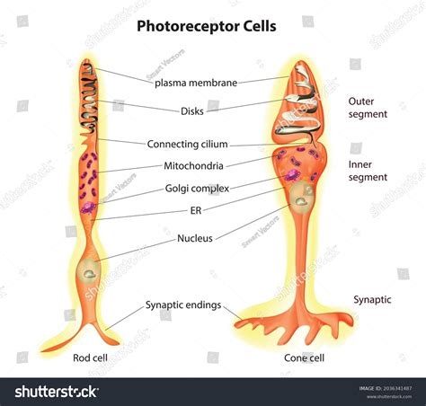 Structure Photoreceptor Cells Rods Cones Photoreceptors Stock Vector ...