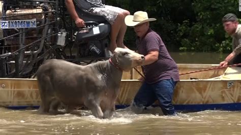 Video shows Texas cowboys drive cattle out of flood - CNN Video