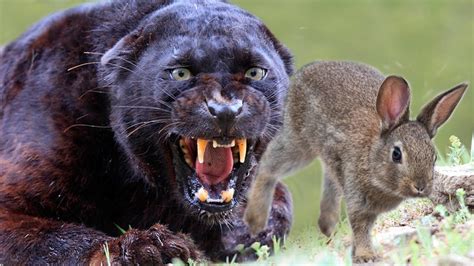 Black Panther Animal Hunting