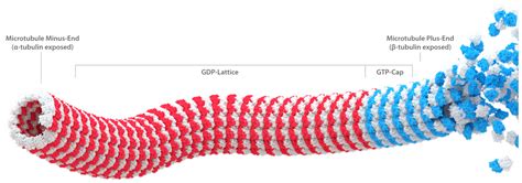 Tubulin Structure and Microtubule Metrics - By The Numbers Infographics