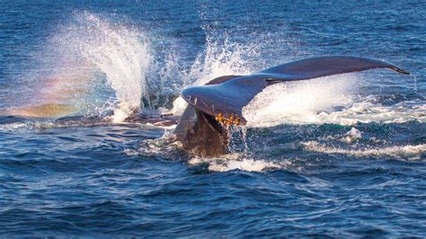 Reservations for Avila Beach Whale Watching. Pismo Beach, San Luis ...