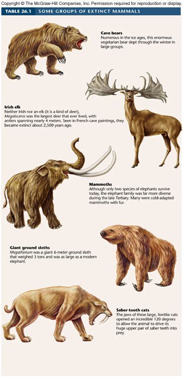 Groups of Extinct Mammals