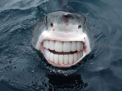 21 Animals With Human Teeth That Are So Weird i Want To Give Them a ...