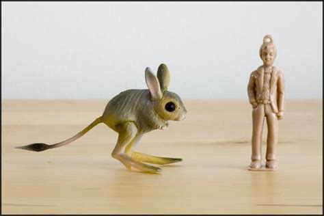 Jerboa - Toy Animal Wiki