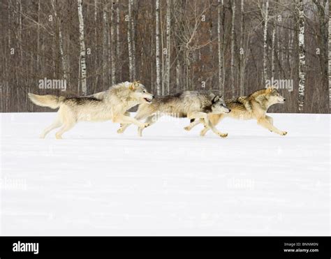 Grey Wolf Canis lupus Minnesota United States running Stock Photo - Alamy