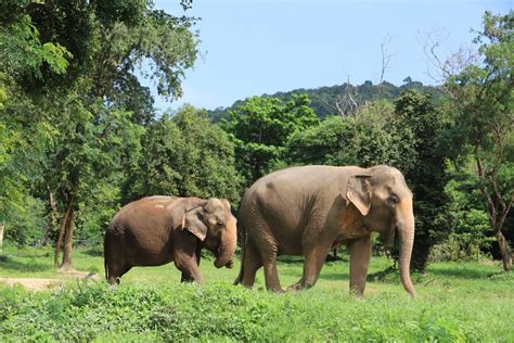 The Best Ethical Elephant Sanctuaries in Thailand