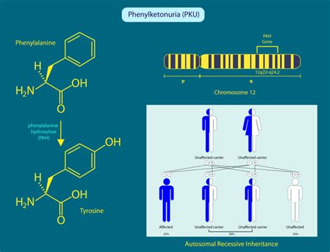 Phenylketonuria: MedlinePlus Genetics