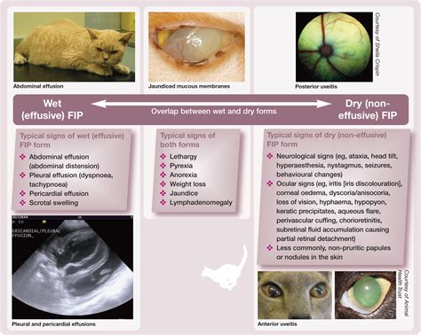 Diagnosis of feline infectious peritonitis: Update on evidence ...