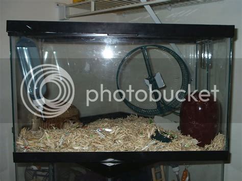 Gerbil Housing Pictures | The Gerbil Forum