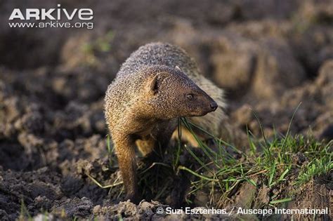 Egyptian mongoose - Alchetron, The Free Social Encyclopedia