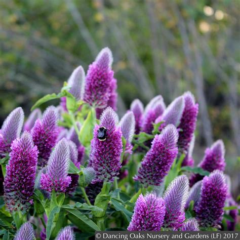 Trifolium rubens, Red Feather Clover, Red Trefoil – Dancing Oaks ...