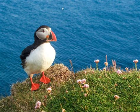 How And Where To See Puffins in Iceland - Wandering Wagars