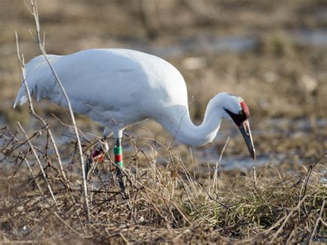 Whooping Crane Habitat