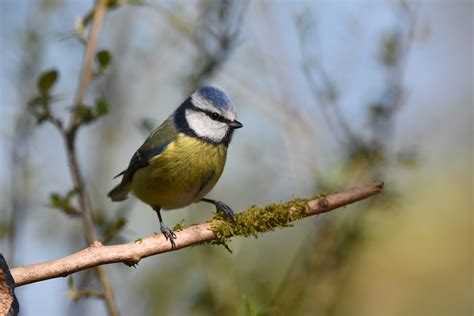 Blue Tit Bird Branch Eurasian - Free photo on Pixabay - Pixabay