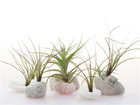 Lava And Feather Rock Planters - Growing Plants In Volcanic Rocks