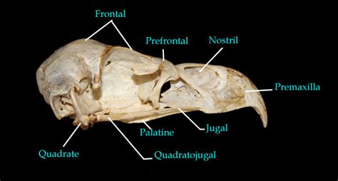 Bird Skull Anatomy