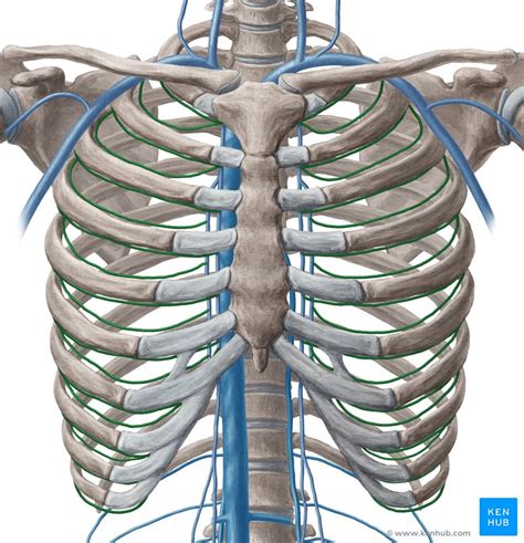 Intercostal veins: Anatomy, drainage, clinical aspects | Kenhub