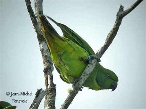 Echo Parakeet or Mauritius Parakeet