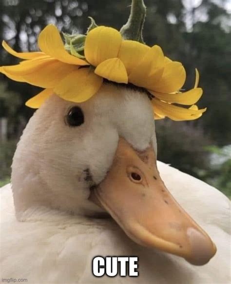 Cute duck - Imgflip