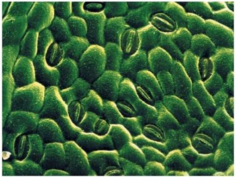 The Crucial Role of Stomata in Plant Transpiration and Photosynthesis ...