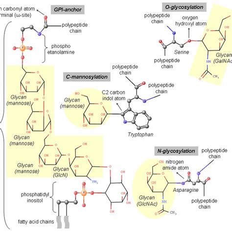 General features of different glycosylation types. | Download Table