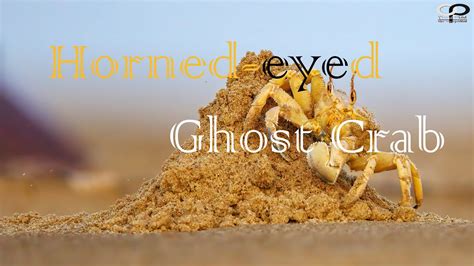 Horned-eyed Ghost Crab - YouTube