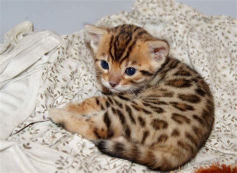 Teacup Bengal Kitten. Awww | Bengal kitten, Bengal cat, Teacup cats