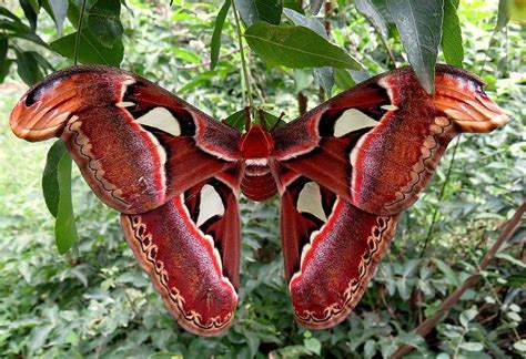 Pin by Ivana Grujić on film | Atlas moth, Moth, Moth facts