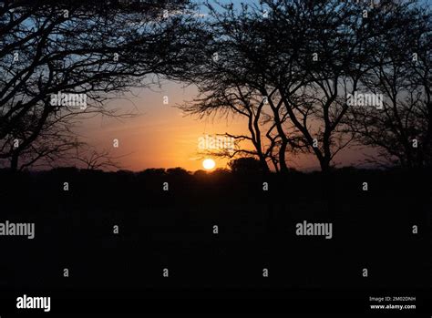 An acacia tree in an African sunset Stock Photo - Alamy