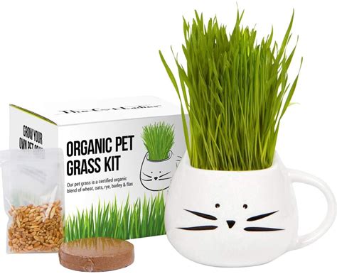 Organic Cat Grass Growing Kit | Cool and Cheap Secret Santa Gifts on ...