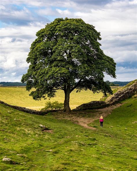 Sycamore Gap: Things to know before visiting & the shortest walk to get ...