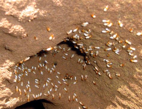 Termite mounds: a grasslands climate change buffer – Calvin University ...