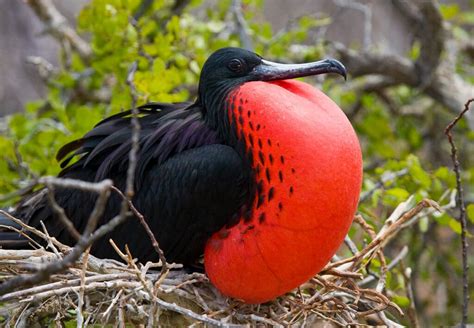 Best Galapagos Islands for Spotting Wildlife